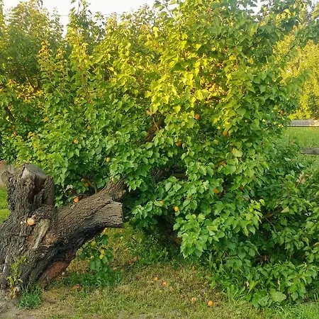 Tatil Evi Ciabot Talin